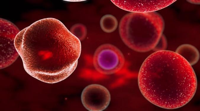 В Австралии впервые созданы стволовые клетки крови