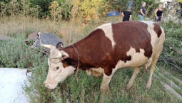 В Севастополе спасли беременную корову Ромашку