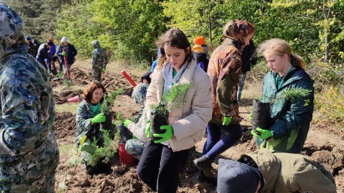 В Крыму посадили 1,1 га крымской сосны