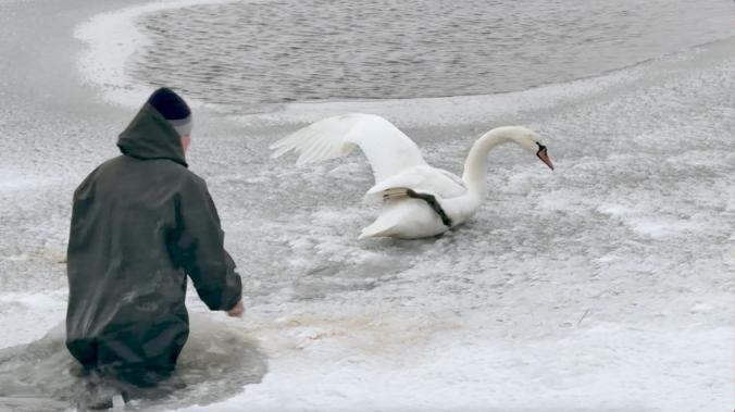Лебедя с повреждённым крылом спасли в Херсонской области