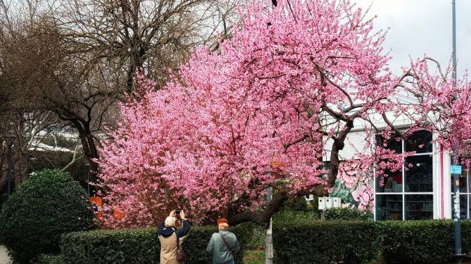 Ялта в цвету привлекает любителей красивых фото