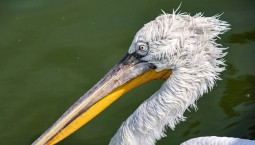 Редкого кудрявого пеликана заметили в горах Сочи