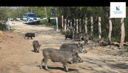 В Севастополе – сезонная миграция диких животных