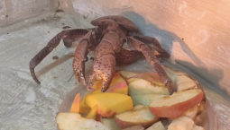 Пальмовый вор поселился в крокодиляриуме Ялты