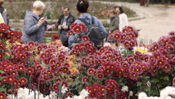 «Осеннее танго»: 72-й Бал хризантем проходит в Никитском ботаническом саду