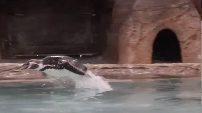 В Новосибирском зоопарке показали прыжки пингвинов