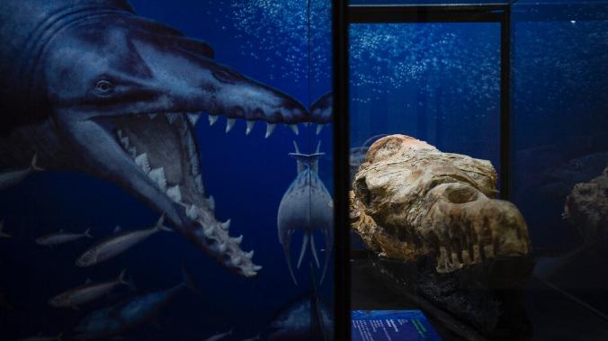 Обнаружены останки древнего кита в пустыне Перу