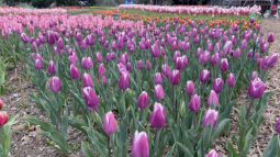 27 марта в Крыму откроется Парад тюльпанов 