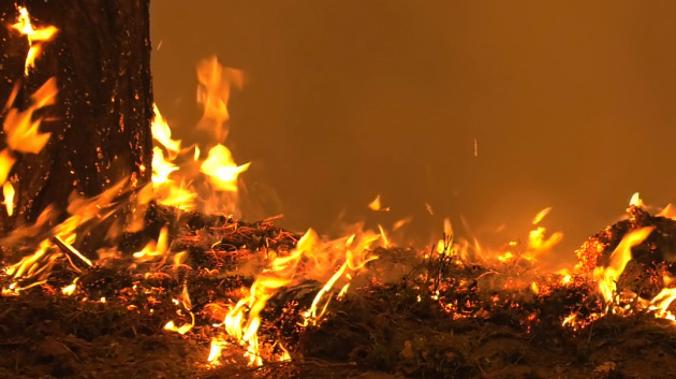 В Алжире горят леса, погибли 26 человек