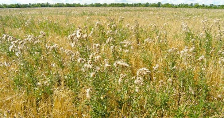 поле с сорняками и сухой травой