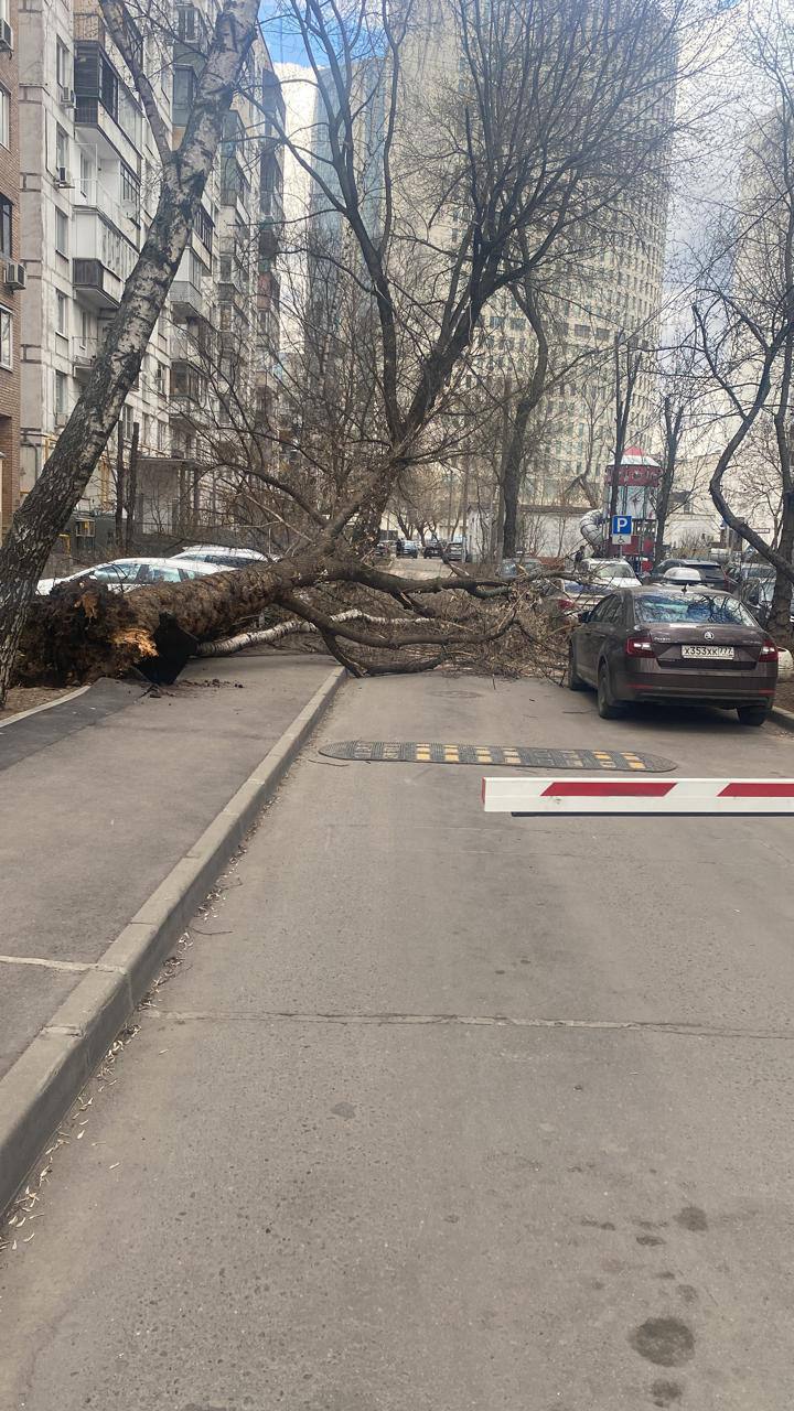 В Москве сильный ветер сносит деревья и остановки ::Первый Севастопольский