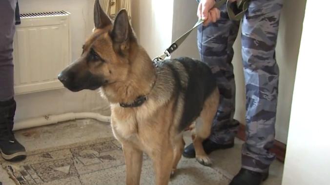 Австрийские военные научили собаку обнаруживать коронавирус по запаху маски