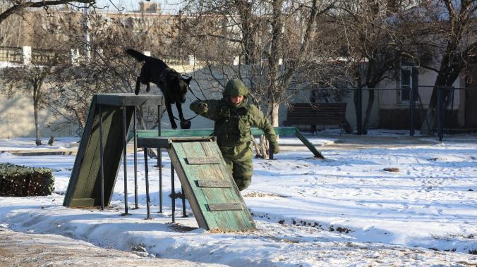 Четвероногие сапёры: в Ростовской области собак учат искать взрывчатку