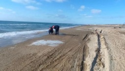 Новых выбросов мазута на побережье Чёрного моря нет