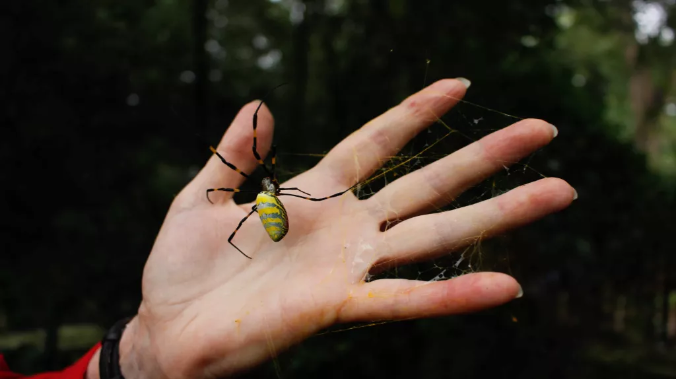 Ученые увидели добрый знак во «вторжении» гигантских пауков на Восточное побережье США