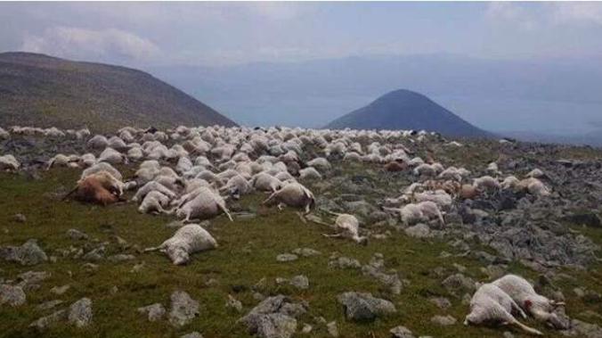 530 овец погибло во время удара молнии в Грузии