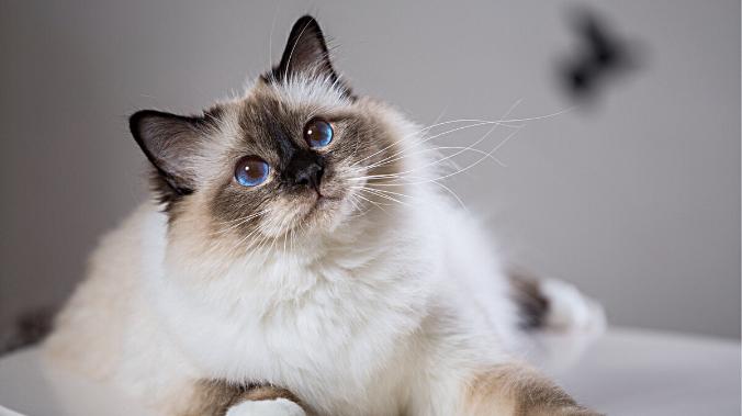 Американские ученые нашли в крови кошек антитела от коронавируса