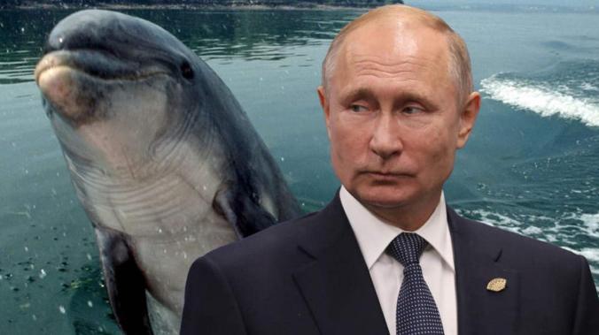 Ирландский сенатор обвинил Путина и россиян в исчезновении дельфина