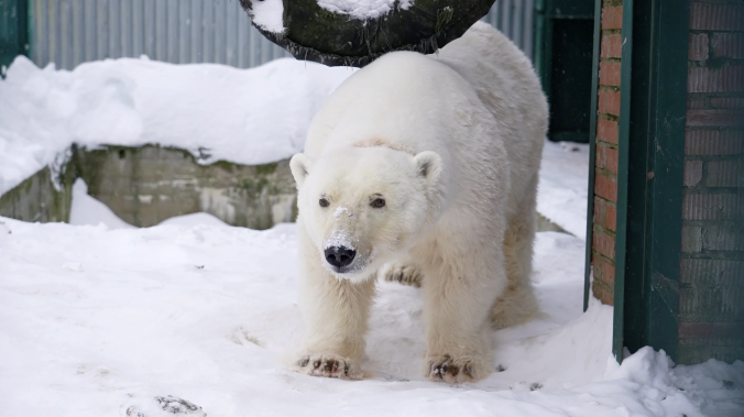 Белая медведица осваивается в Московском зоопарке