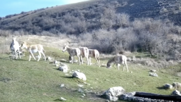 Не ослы и не лошади: в Крыму живут куланы