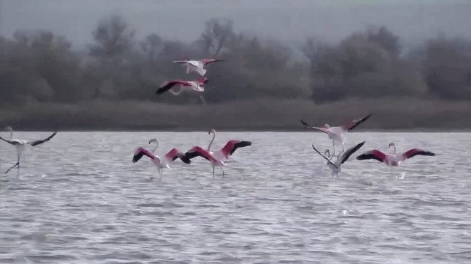 В Крым на зиму прилетели фламинго