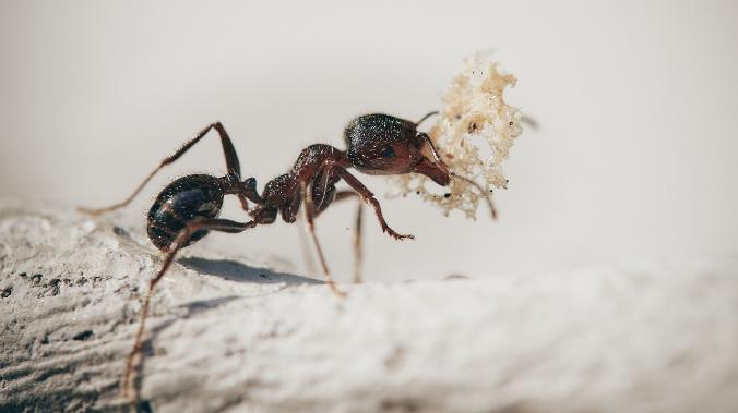 Учёные обнаружили кристальную броню у муравьёв