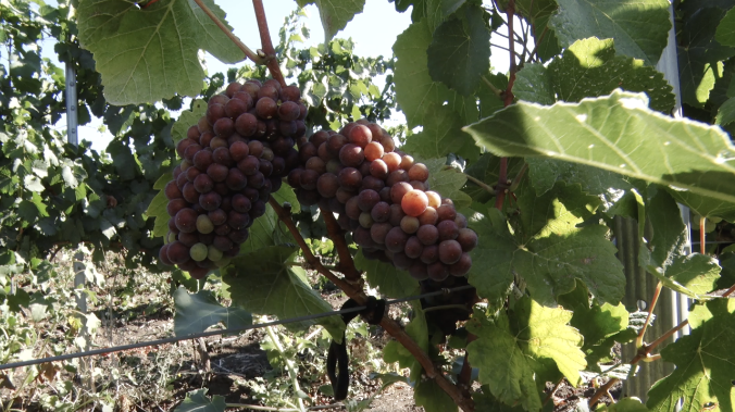 61 агропредприятие Севастополя получило господдержку в 2025 году