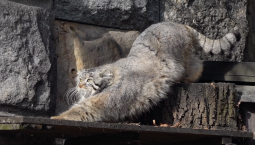 Манул Тимофей приступил к весенней разжировке