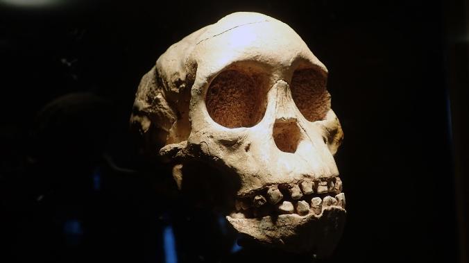 Ученые: неандертальцы в Испании рано вымерли 