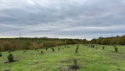 На бывшей свалке Севастополя высадили 508 деревьев