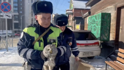 Раненую сову спасли автоинспекторы под Иркутском 