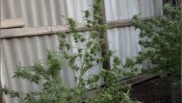 Крымчанина осудят за хранение 21 кг марихуаны