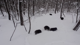 Кабаны устроили прогулку в лесу Севастополя