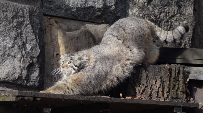 Манул Тимофей приступил к весенней разжировке
