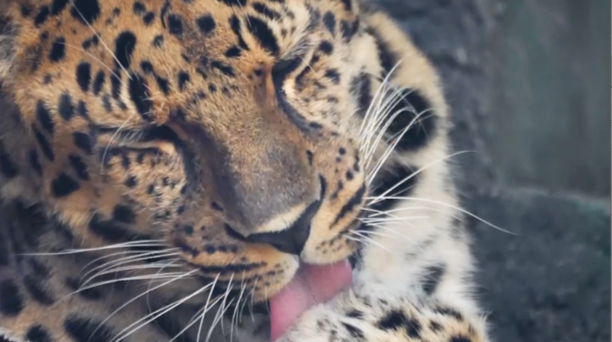 В зоопарке Москвы показали, как умывается леопард