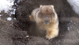 В Московском зоопарке проснулись степные сурки