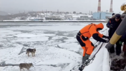 На Камчатке спасли собак, дрейфовавших на льдине