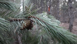 За месяц в Крым и Севастополь ввезли 4 300 сосен