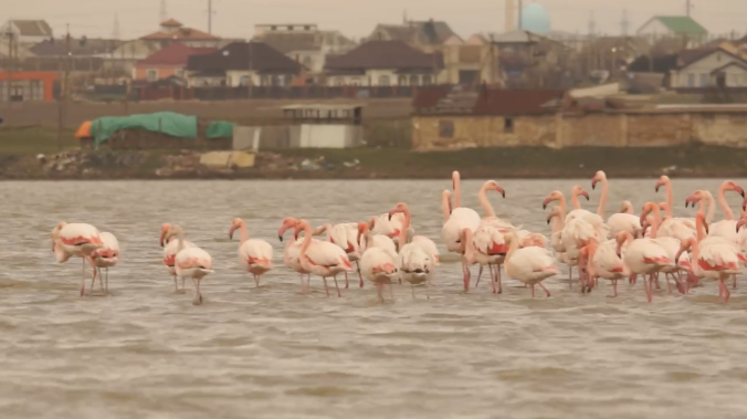 Зимнее чудо: 162 фламинго замечены на озере в Крыму