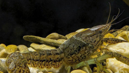 Мраморного рака обнаружили в реках Крыма 