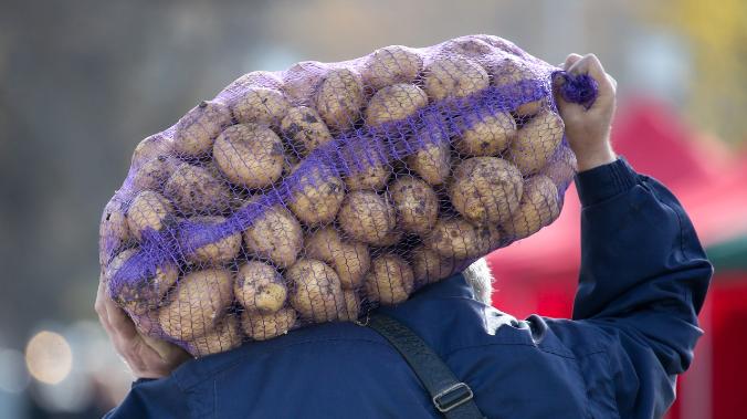 В ЯНАО выведут сорт картофеля для северного региона