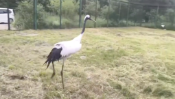 Редкий журавль поселился в Московском зоопарке