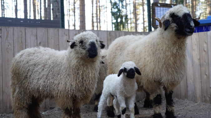 В Вологодской области в Вотчине Деда Мороза родился валлийский ягнёнок