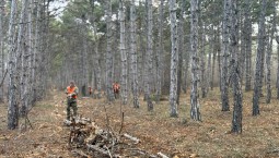 65 проверок в лесу провёл Севприроднадзор в январе