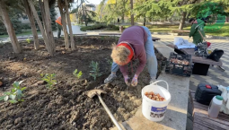 Сквер в Балаклаве украсят лавровишни и тюльпаны 