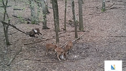 В Севастополе фотоловушки зафиксировали муфлонов