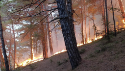На Кубани горит лес из-за обломков беспилотника