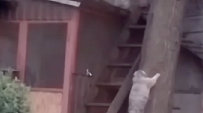 Дерево не покорилось пополневшему манулу Тимофею