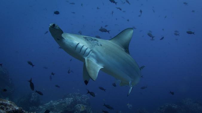 Ученые поняли, как работают «сенсоры» акул при путешествиях на дальние расстояния