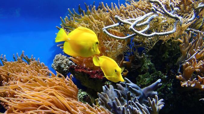 Кораллы Большого Барьерного рифа в Австралии под угрозой исчезновения